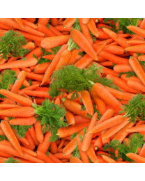 Food Festival Carrots from Elizabeth Studio